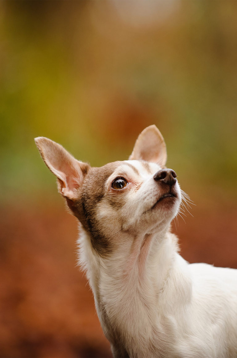 Deer Head Chihuahua - A Comparative Guide To Two Chihuahua Types
