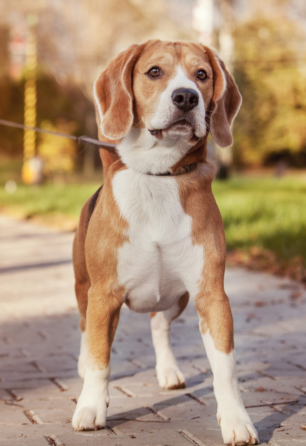 33 Fantastic Lemon Beagle Facts - From History To Present Day