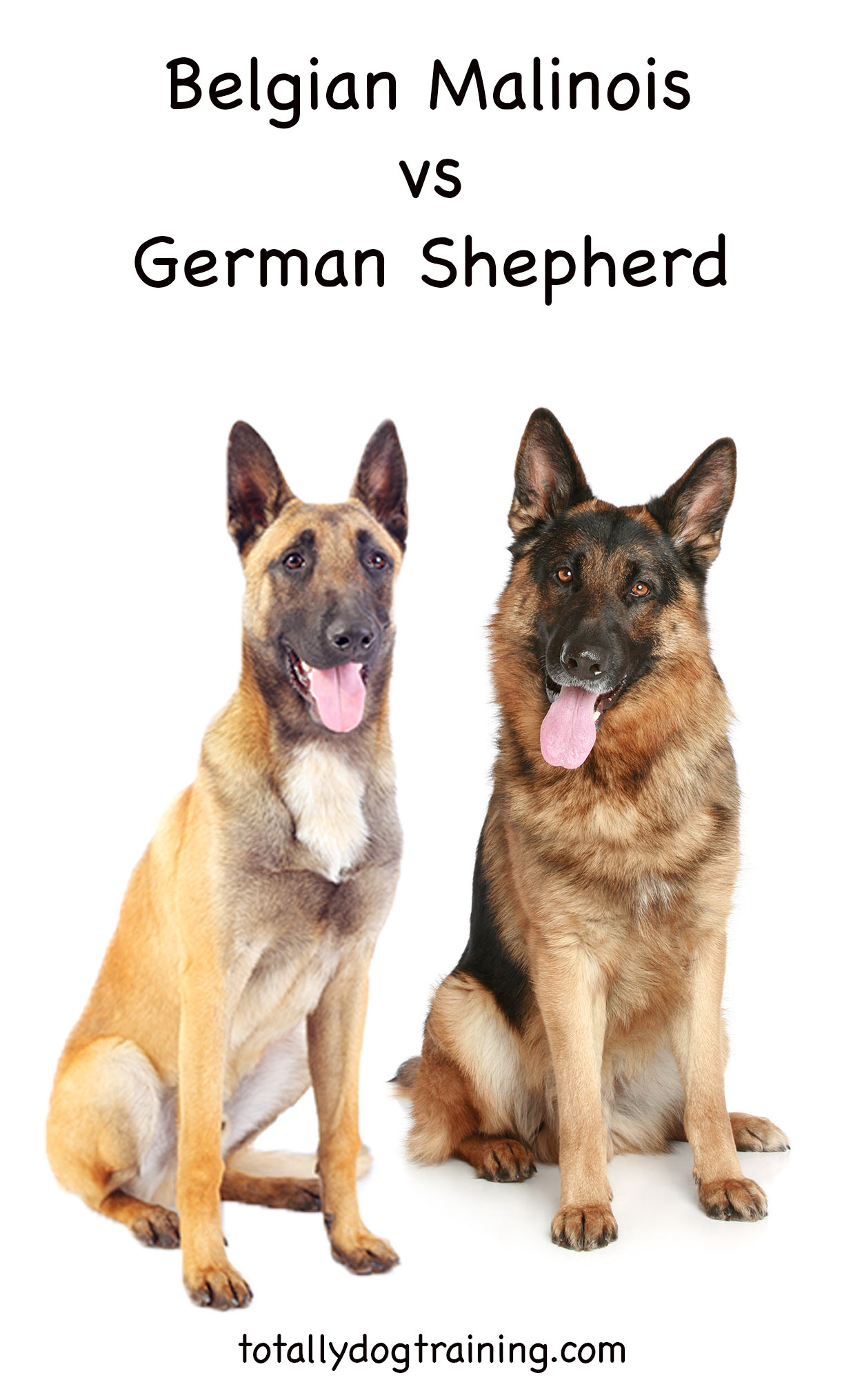 Belgian Malinois Vs German Shepherd Which Is Right For You 
