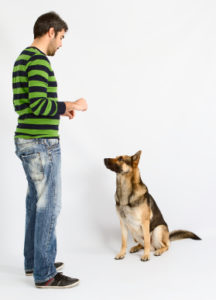 basic skills in dog training
