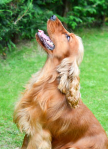 Stages in dog training