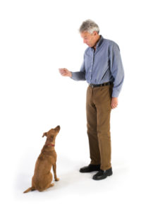What is a cue in dog training