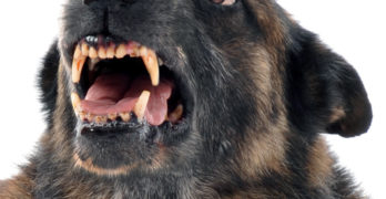 Dog behaviour - growling and guarding