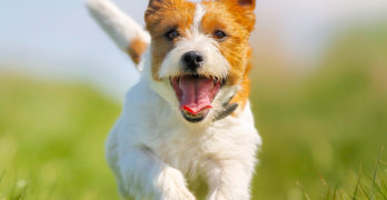 How does positive dog training work
