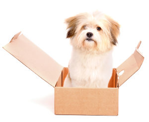 Dog games: Four paws in a box - Totally Dog Training