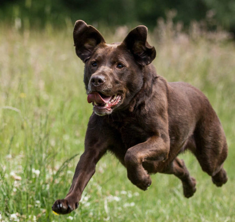 Why won't my dog come when I call? Totally Dog Training