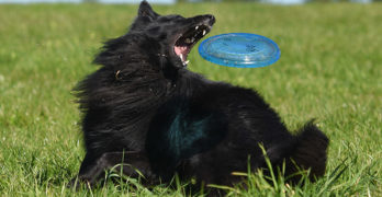 best dog frisbee