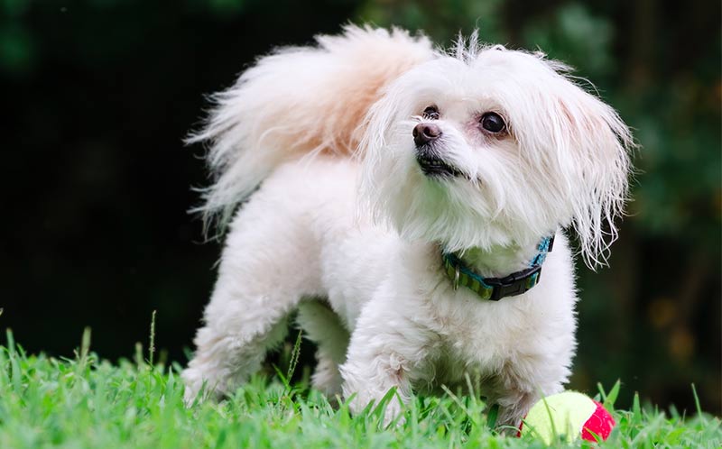 Maltipoo - Maltese Poodle Mix