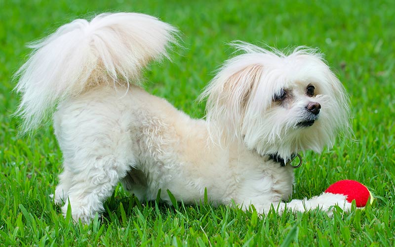 Maltese store poodle temperament