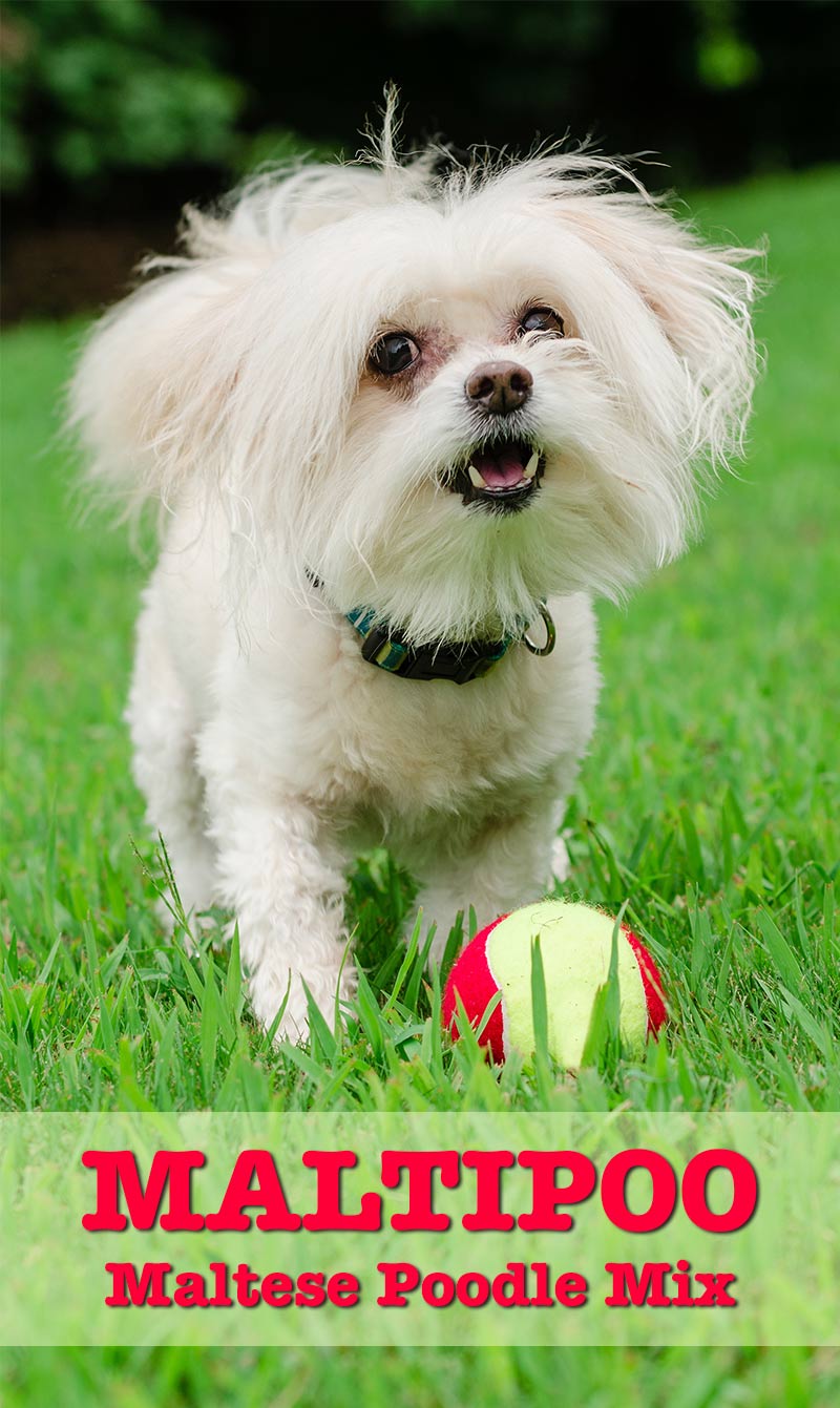 Maltipoo - Maltese Poodle Mix