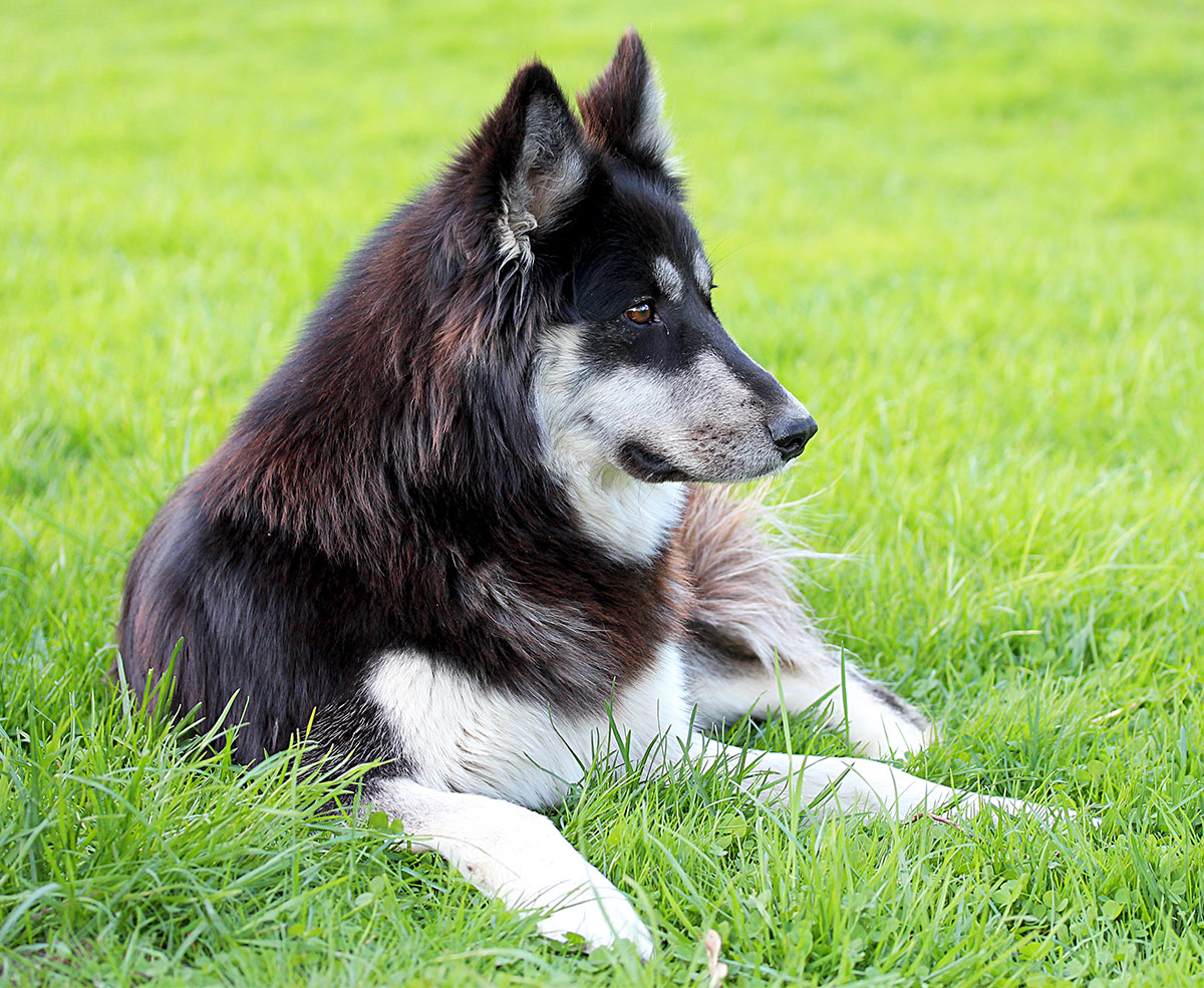 Husky Lab Mix - Totally Dog Training