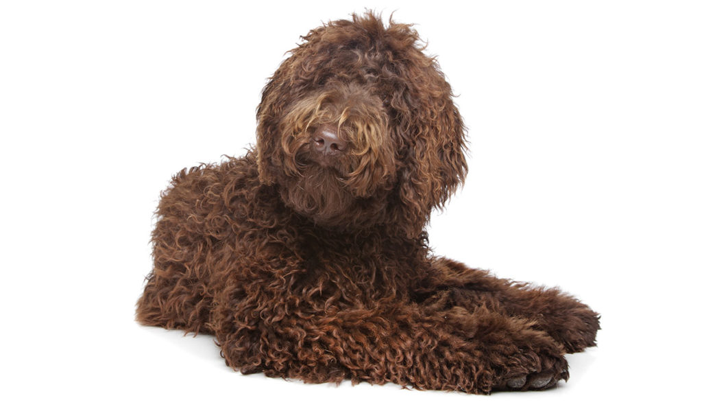 Best Brush For Labradoodle Coats Totally Dog Training