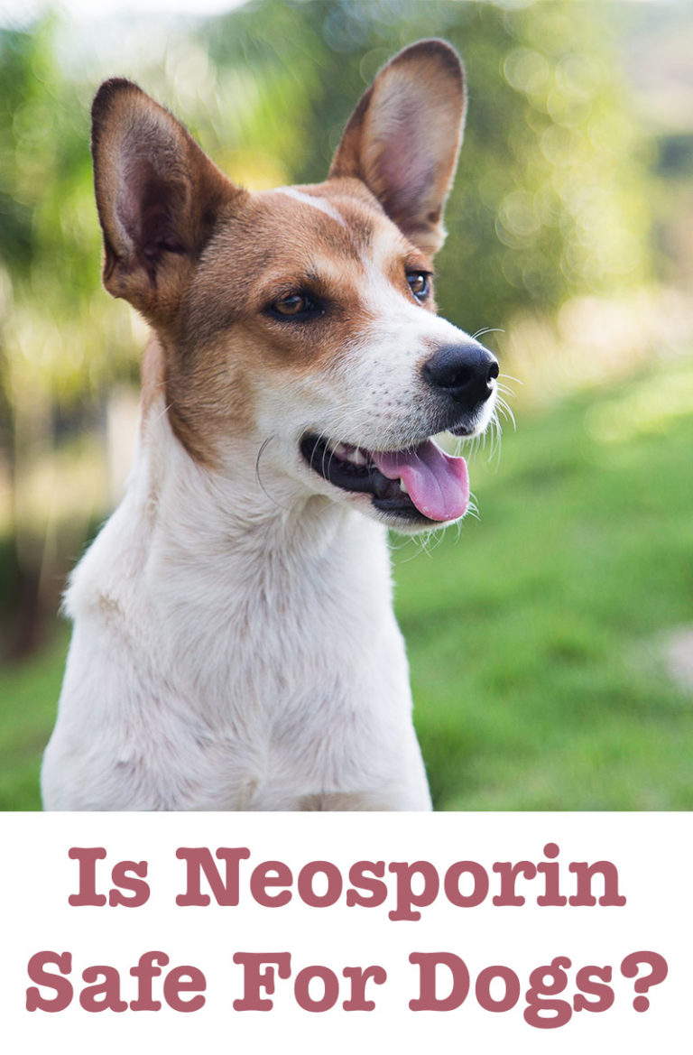 Is Neosporin Safe For Dogs? A Guide To This Antibiotic Ointment