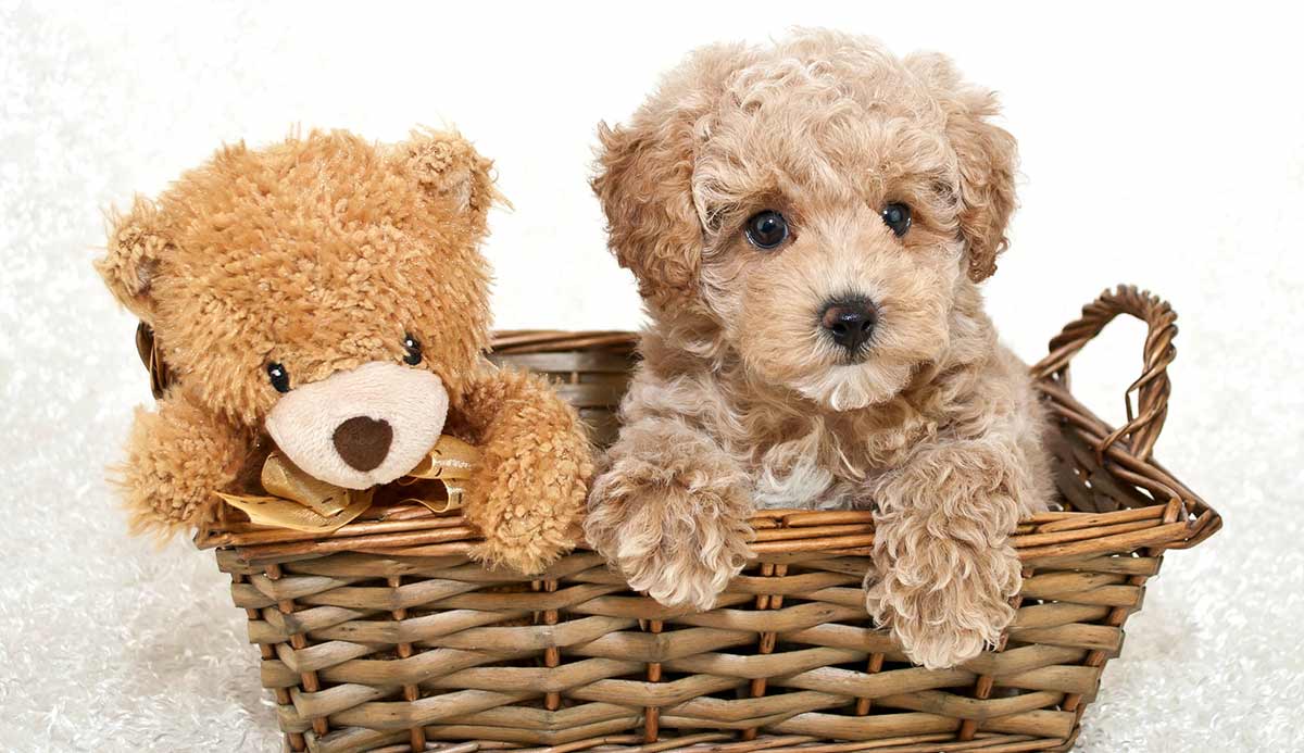 dogs with teddy bear ears