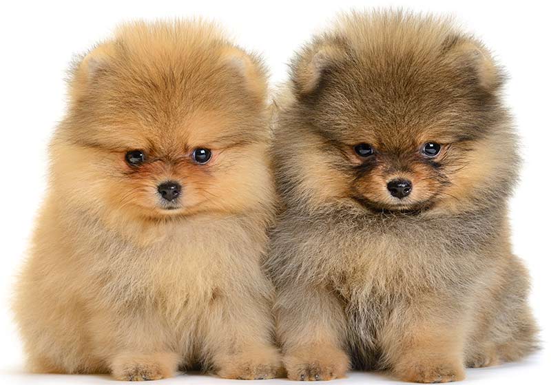 pomeranian teddy bear dog