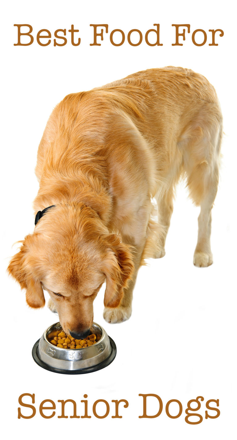 The Best Senior Dog Food The