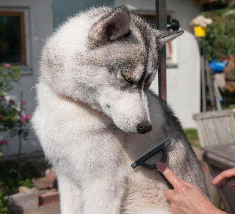 Best Brush For Siberian Husky Fur Complete Grooming Guide