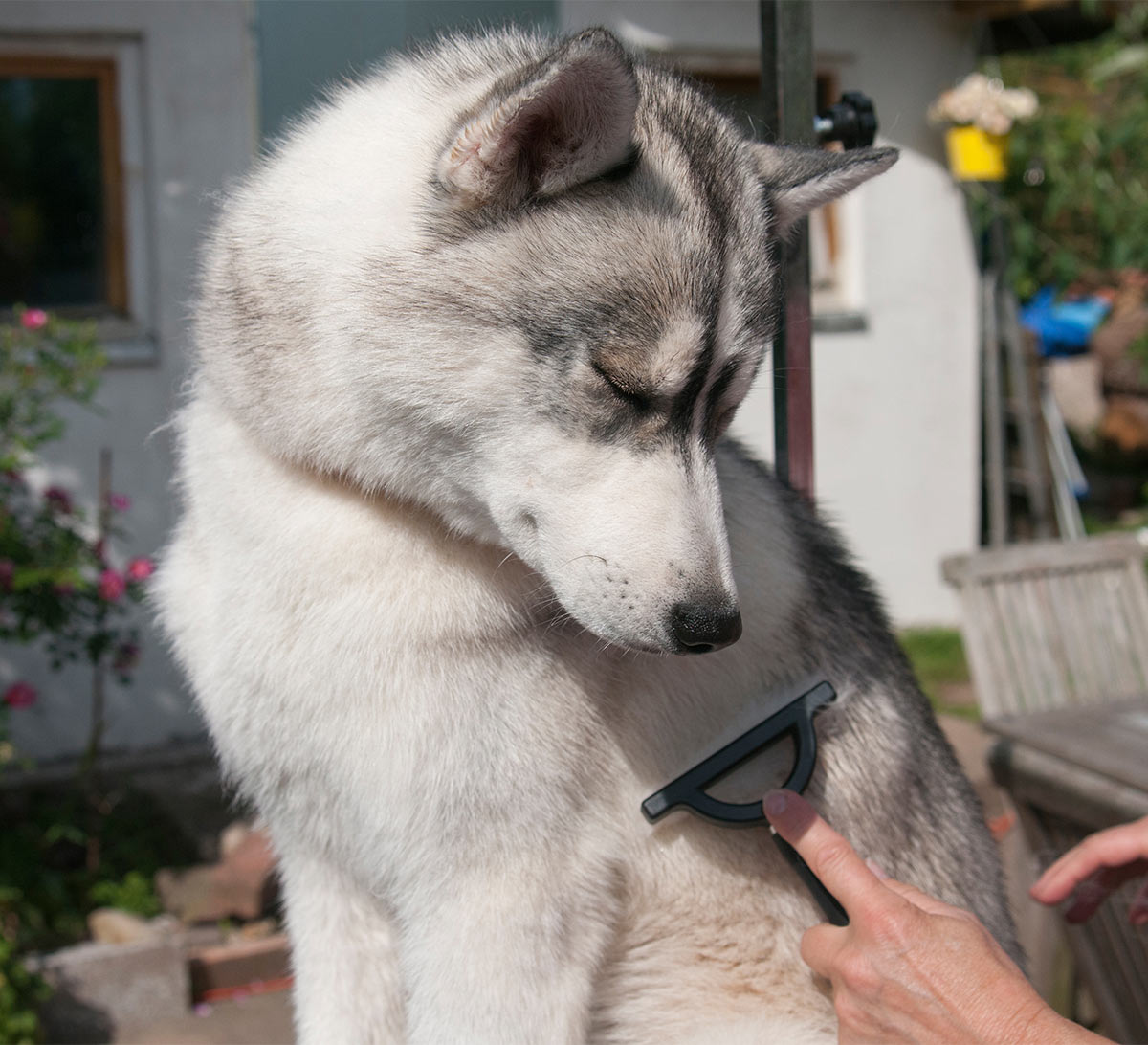 best brush for shichon