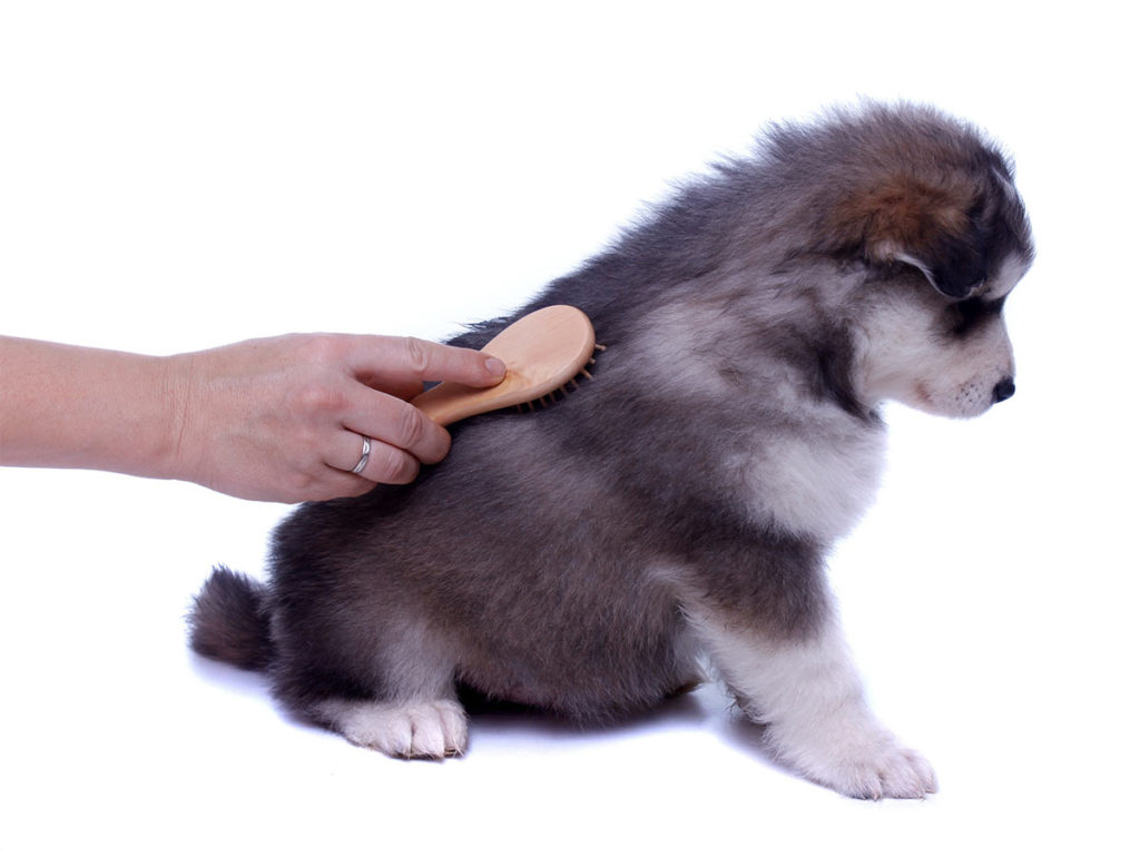 Best Brush For Siberian Husky Fur Complete Grooming Guide