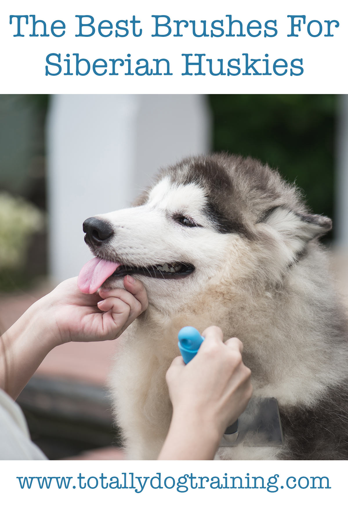 Best Brush For Siberian Husky Fur Complete Grooming Guide