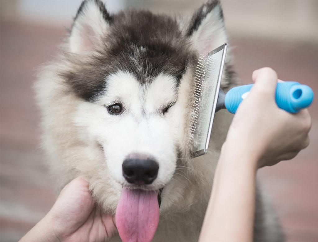 Best Brush For Siberian Husky Fur Complete Grooming Guide