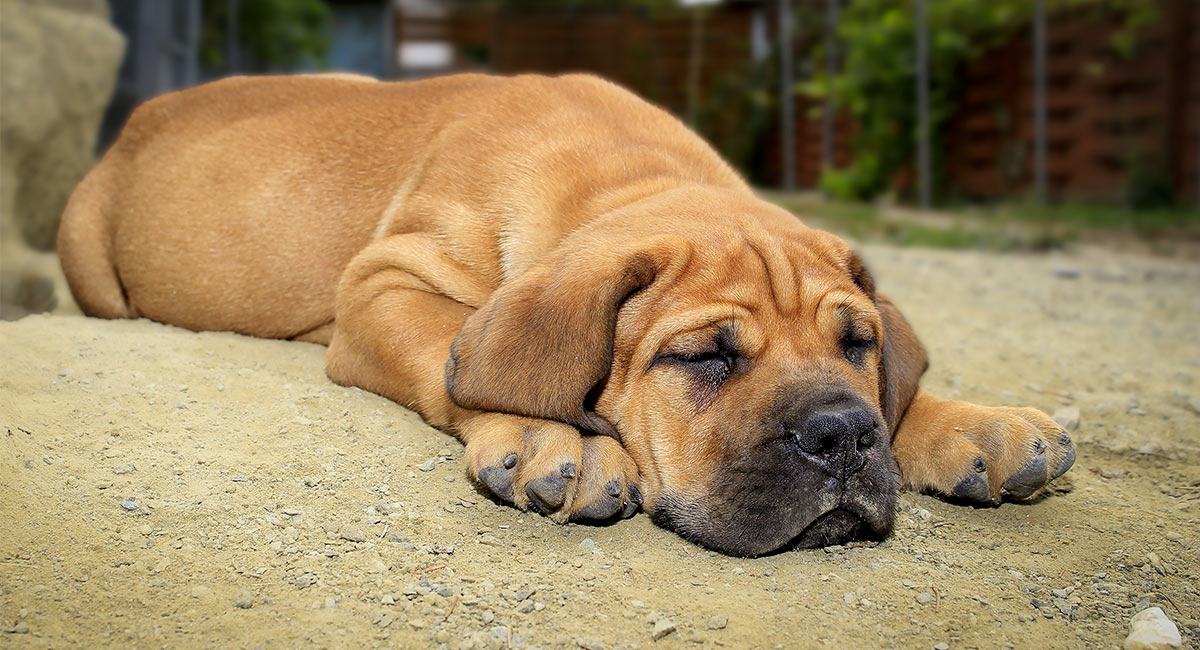 How Much Is A Boerboel Puppy In South Africa at Gary Bellamy blog