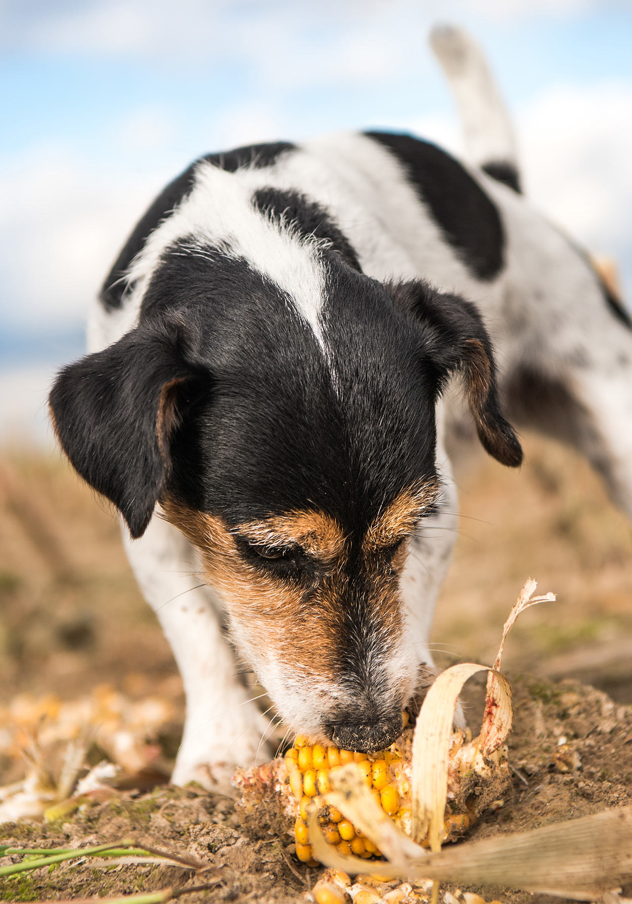 is corn bad in dog food