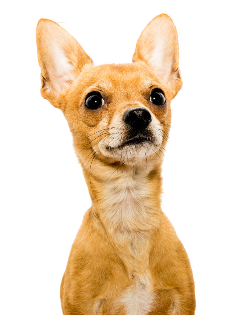 Deer Head Chihuahua - A Comparative Guide To Two Chihuahua Types