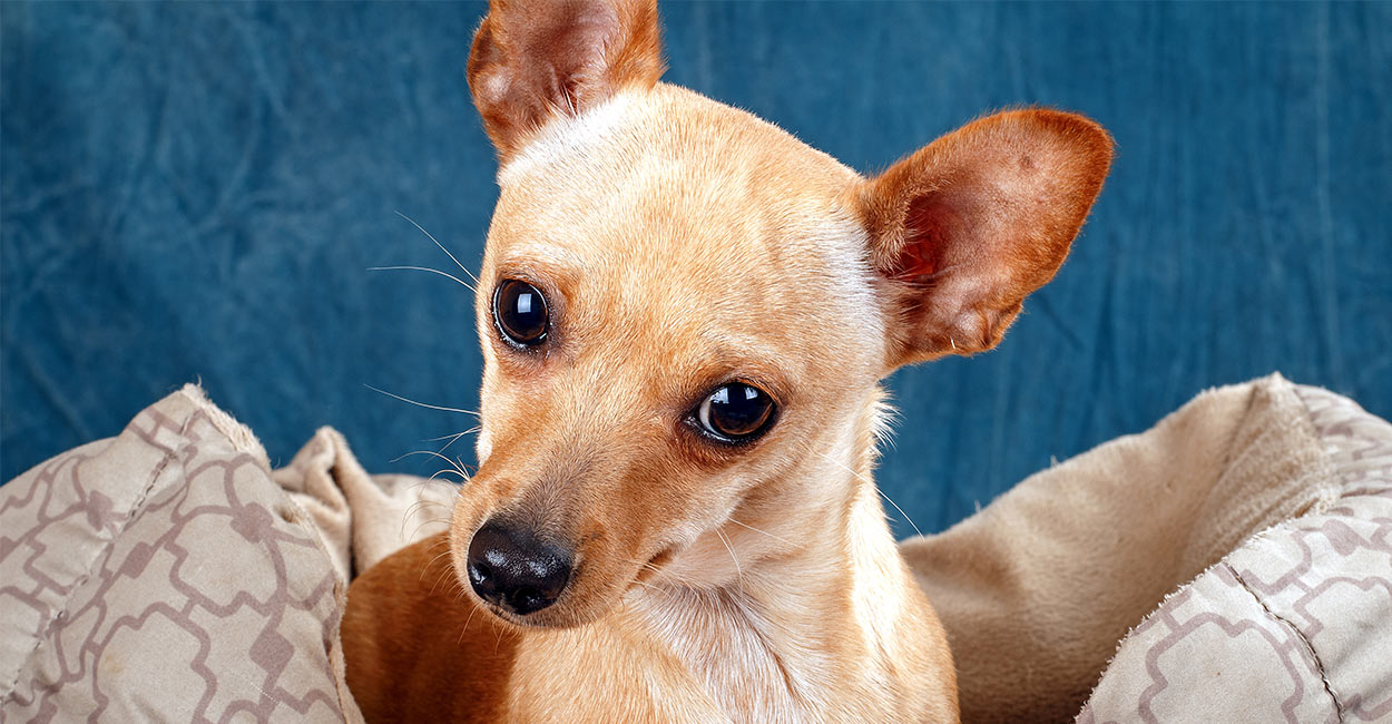 Deer Head Chihuahua - A Comparative Guide To Two Chihuahua Types
