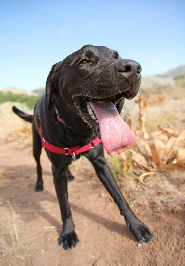 Do Dogs Sweat And How To Keep Dogs Cool In The Heat!