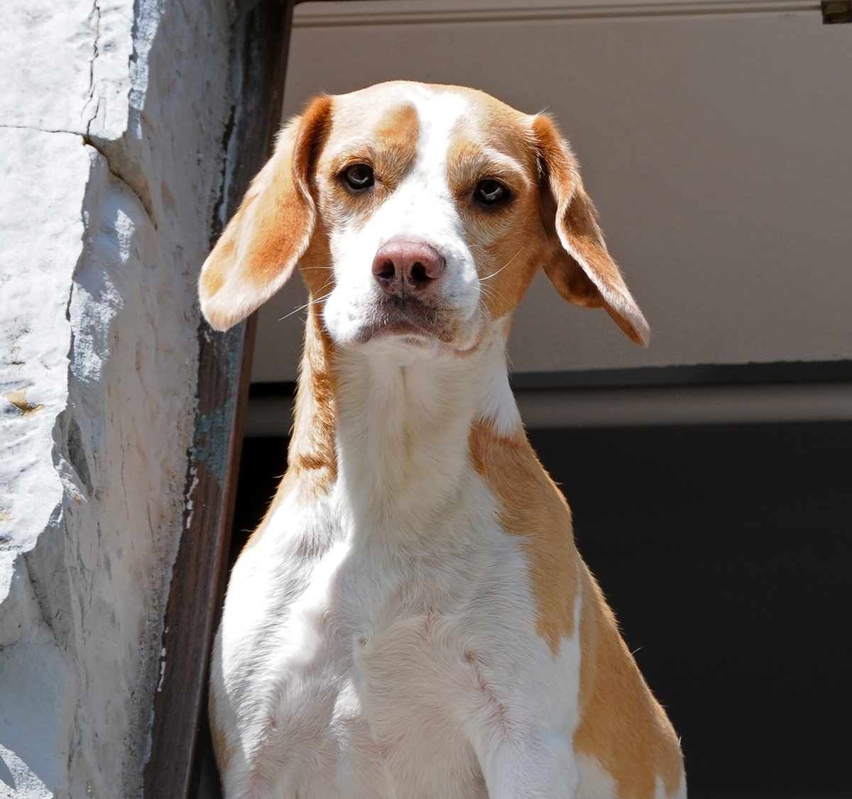 lemon beagle