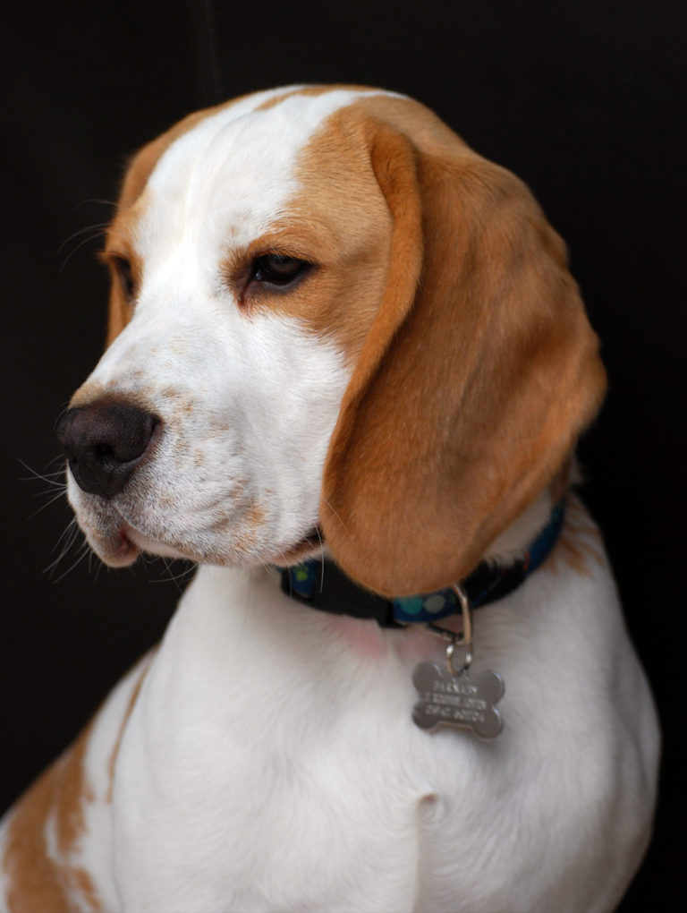 lemon beagle stuffed animal