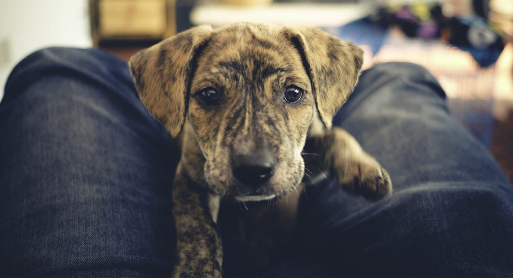 Your Guide To The Mountain Cur - Is It A Good Pet? Let's Find Out!