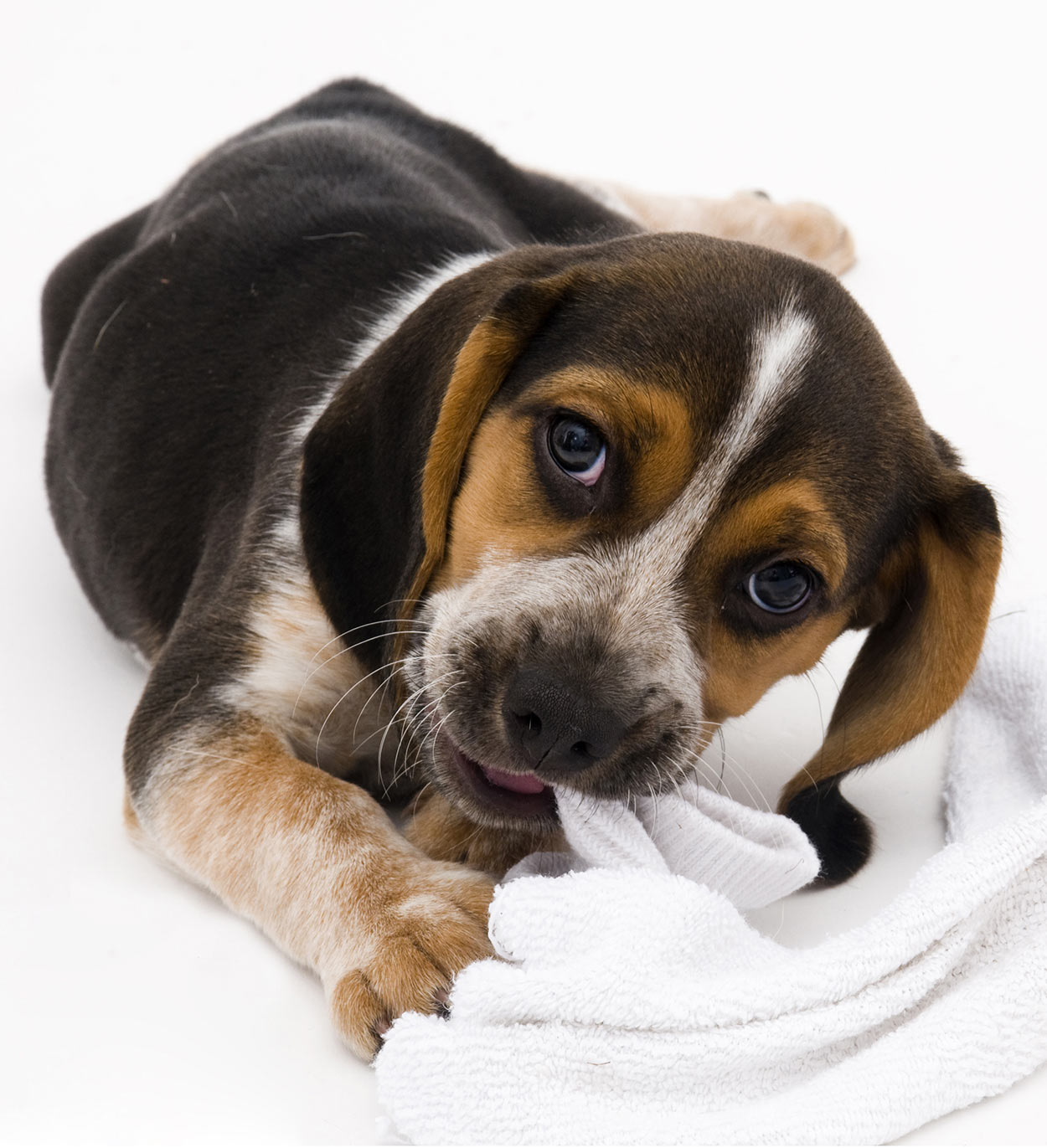 My Dog Ate A Sock What Shall I Do? Help And Advice For Worried Owners