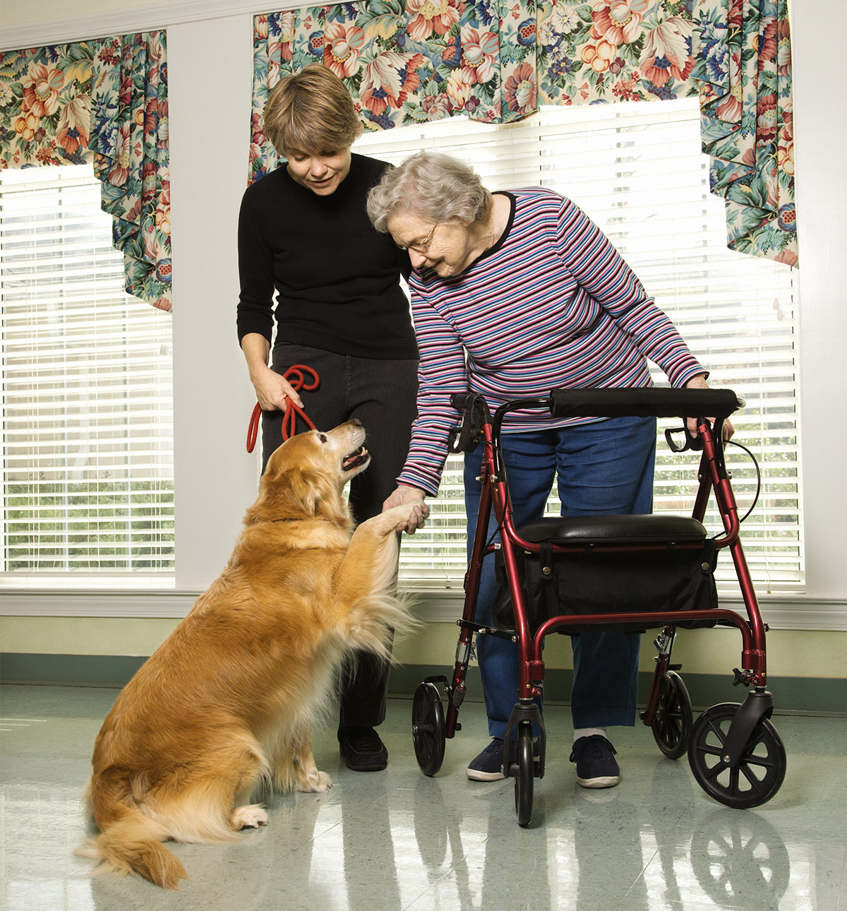 Therapy Dogs in Nursing Homes