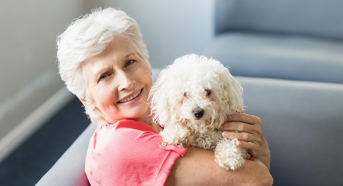 therapy dogs