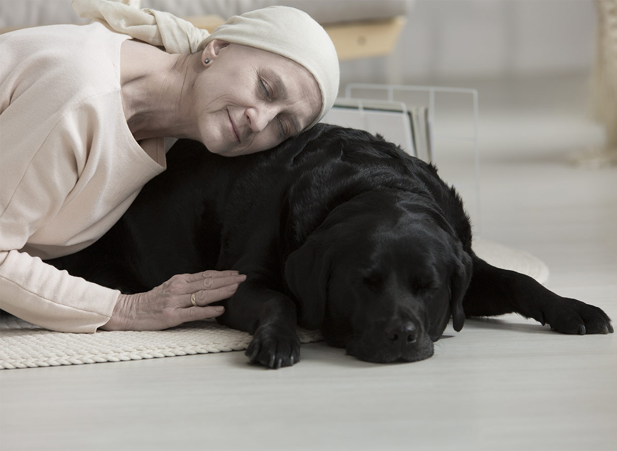 therapy dogs AKC