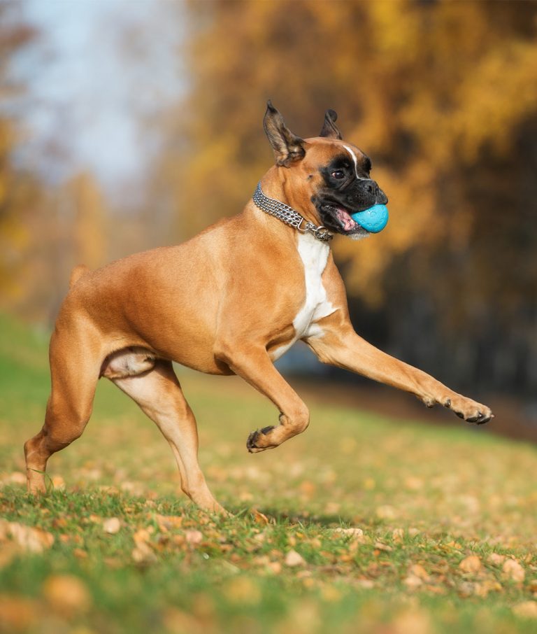 Best Dog Ball Thrower - Top Hand Held And Automatic Options