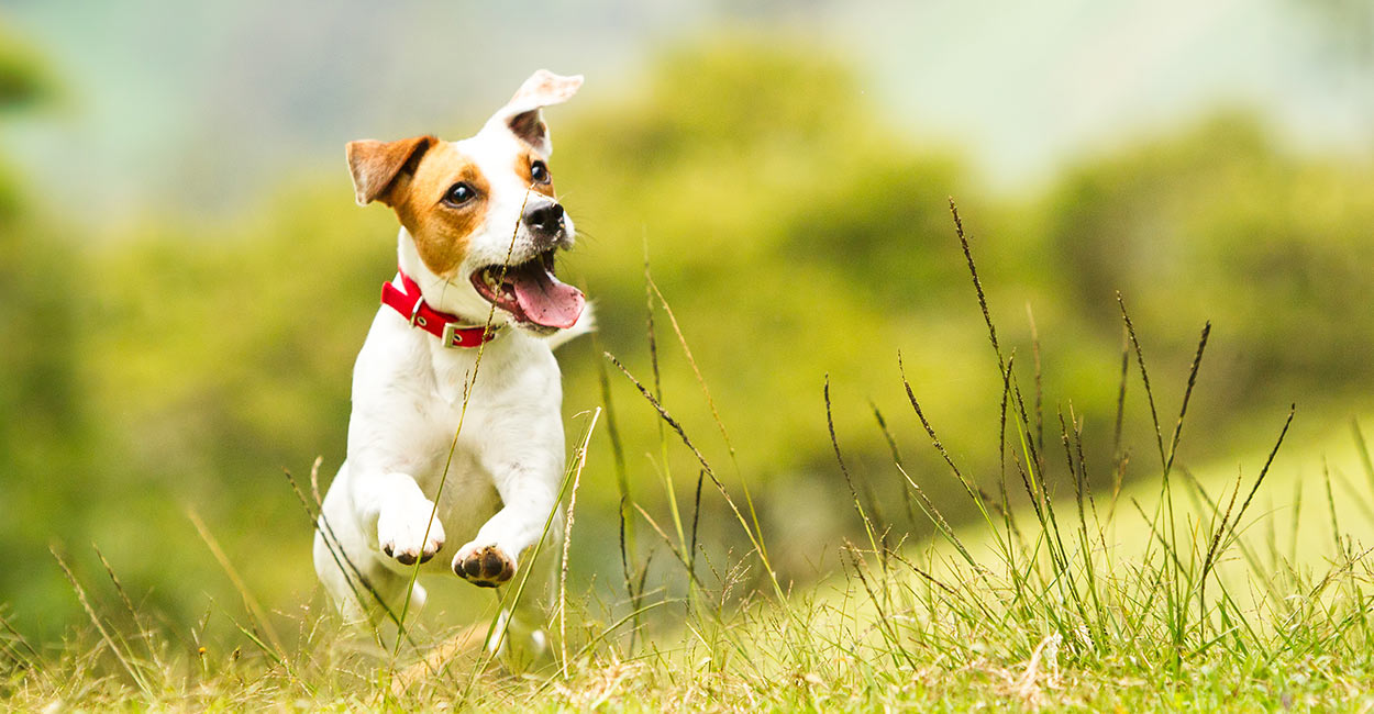 best ball launcher for dogs