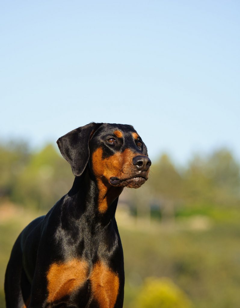 Best Dog Food For Dobermans From Puppies To Adults