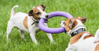 best tug toys for dogs