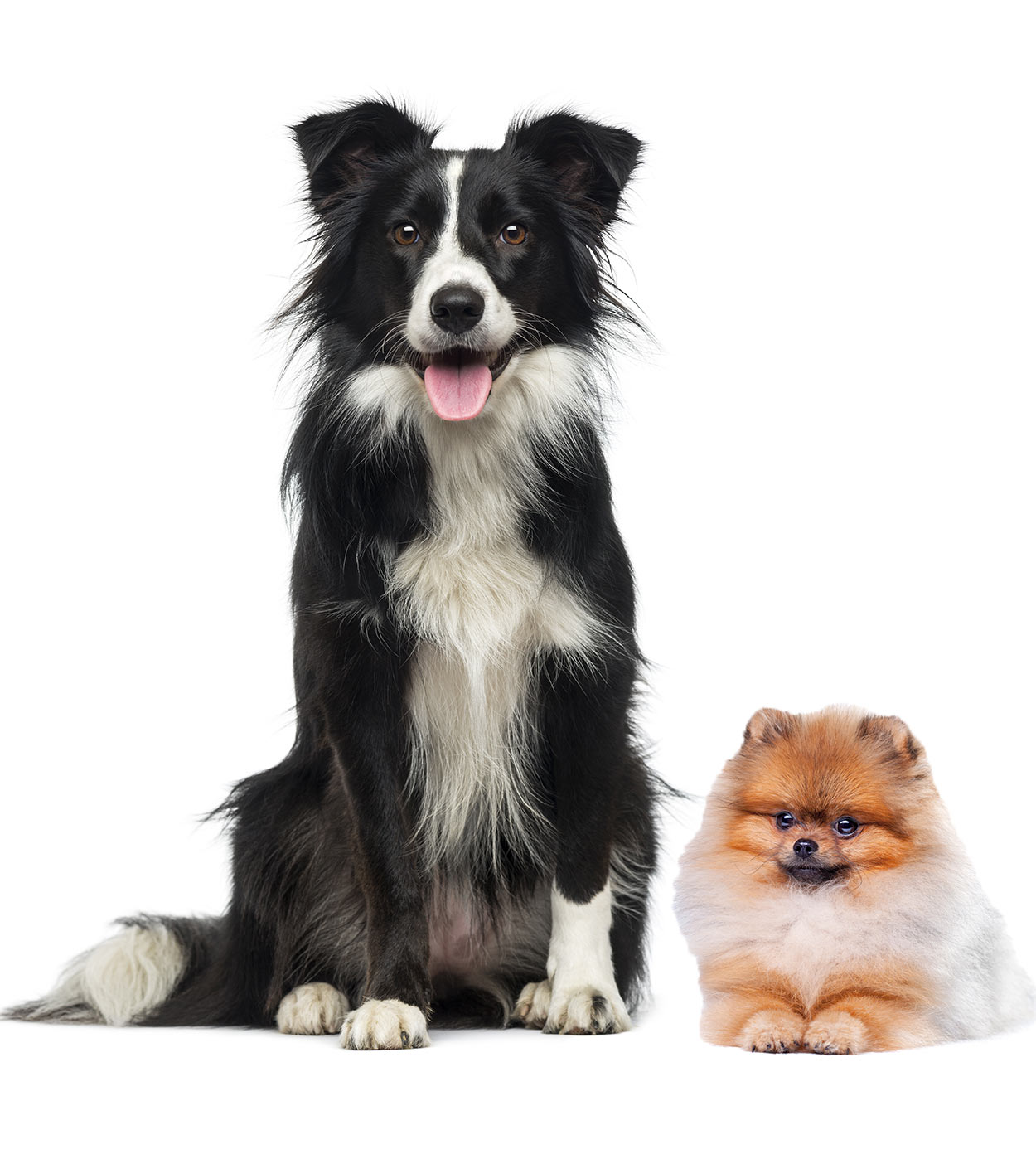 Border Collie Pomeranian Mix - Your Guide To An Unusual Combination!