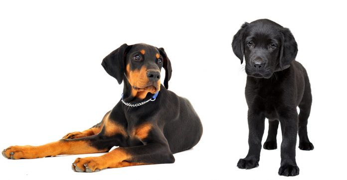 Doberman Lab Mix Your Complete Guide To The Doberdor