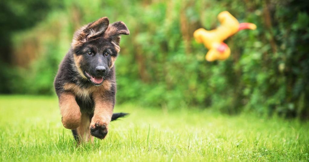 Puppy Training Aids - Equipment Ideas And Tips From Totally Dog Training