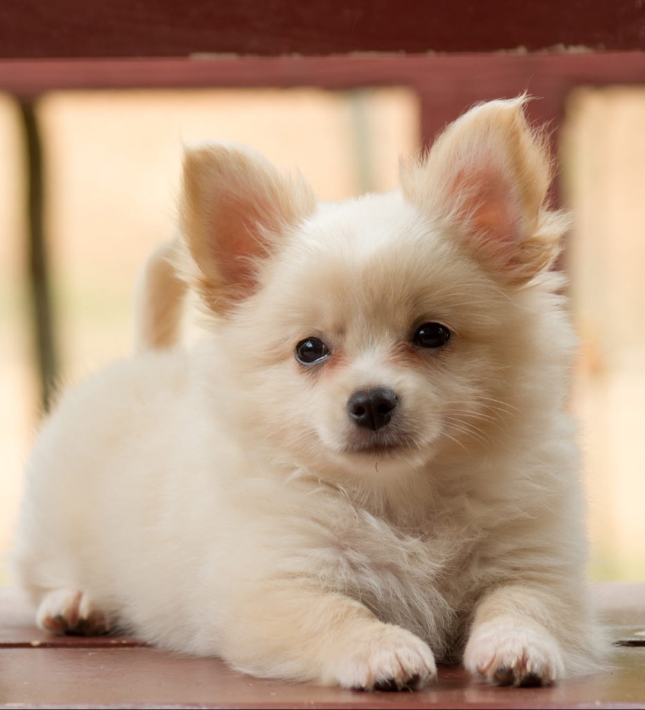 Pomchi - Your Guide To The Pomeranian Chihuahua Mixed Breed Dog