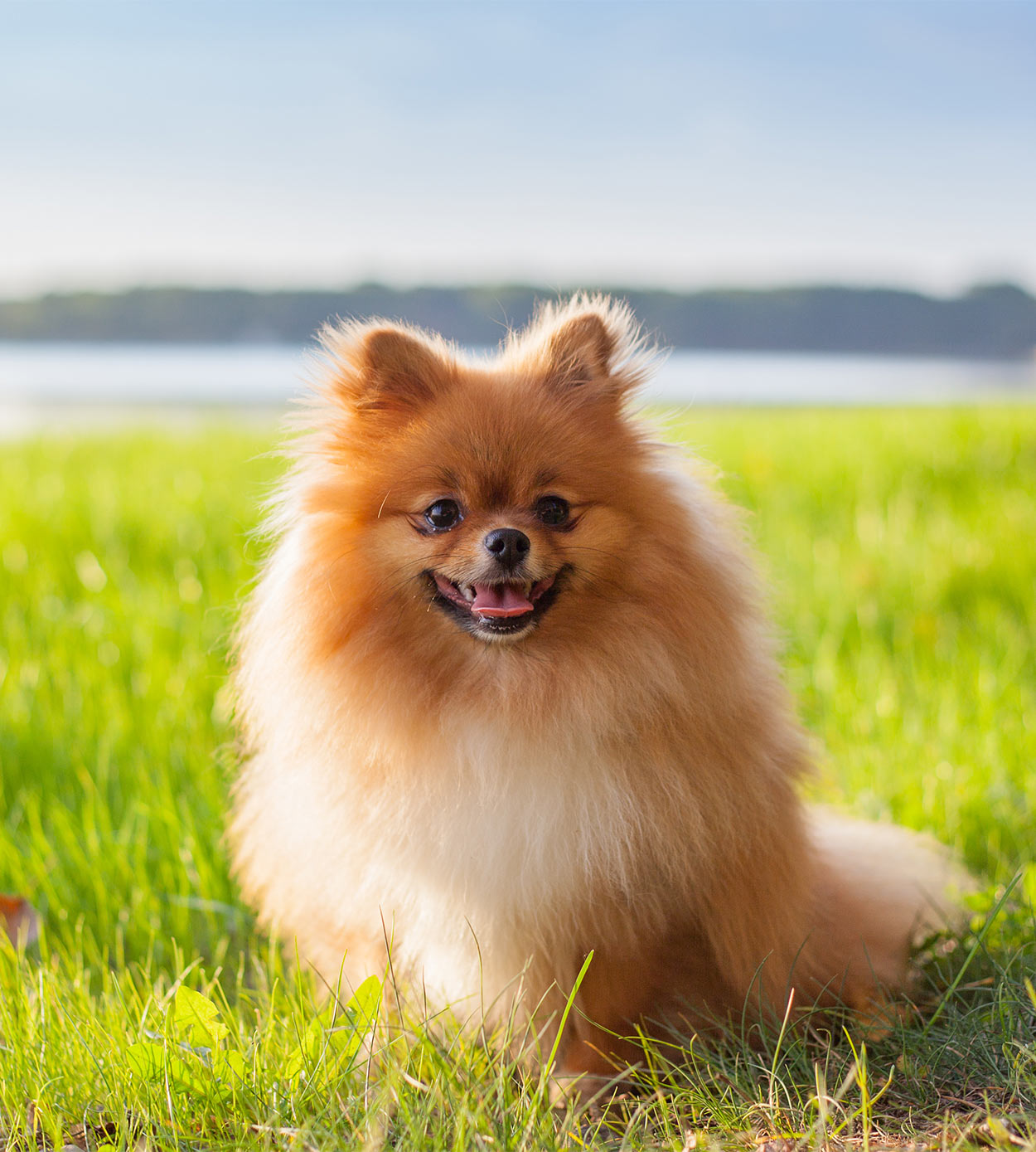 The Smallest Dog In The World A Giant Guide To Tiny Breeds