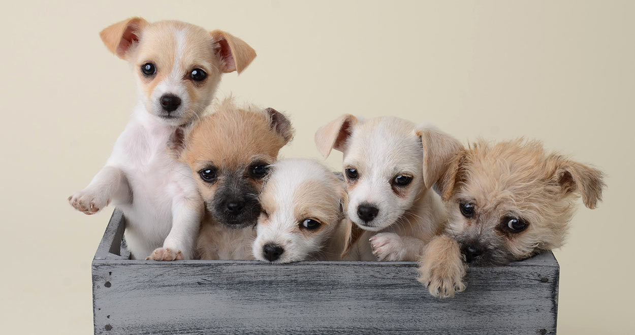 the-smallest-dog-in-the-world-a-giant-guide-to-tiny-breeds