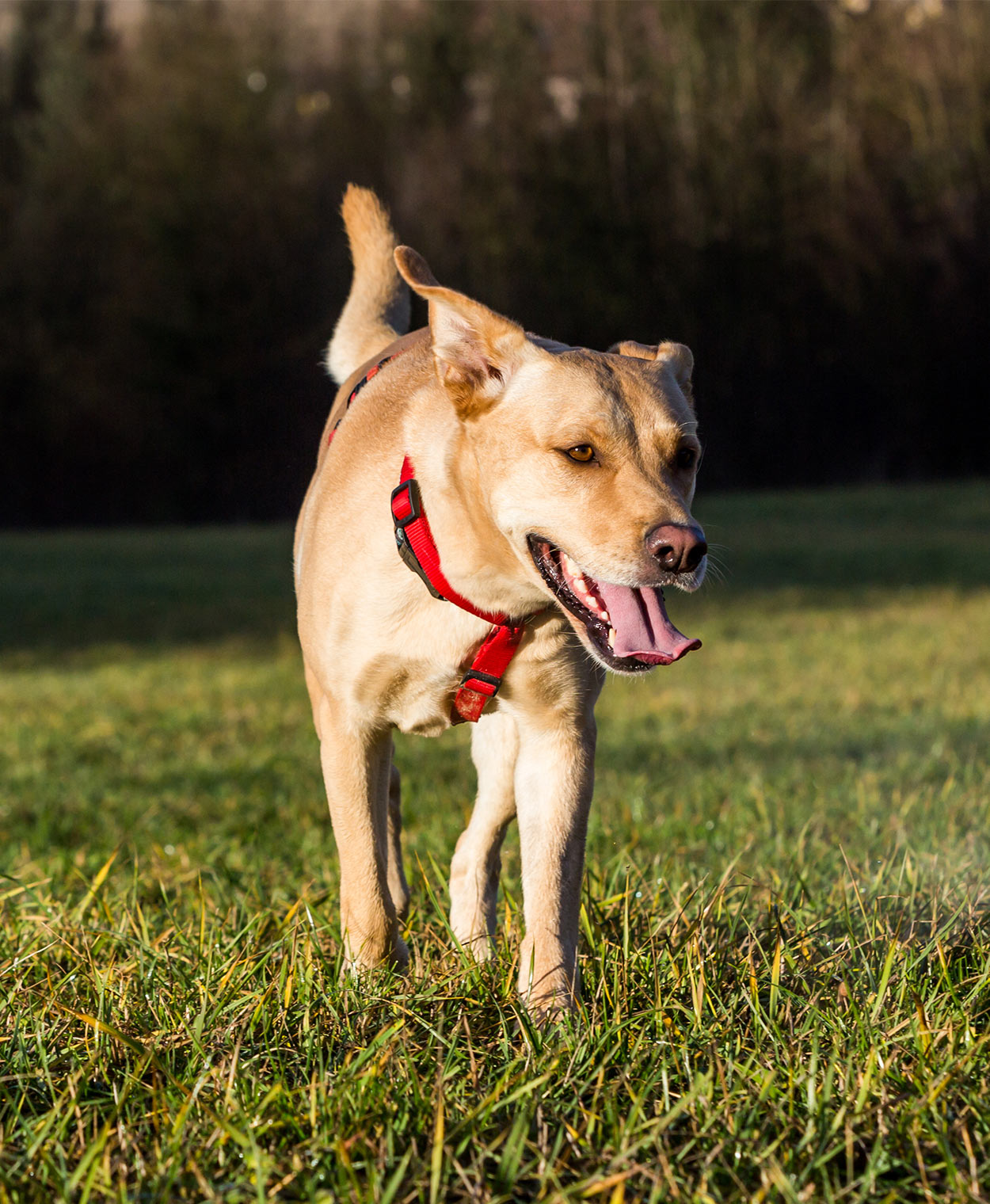 Terrier Mix - A Guide To The Most Popular Terrier Cross Breeds