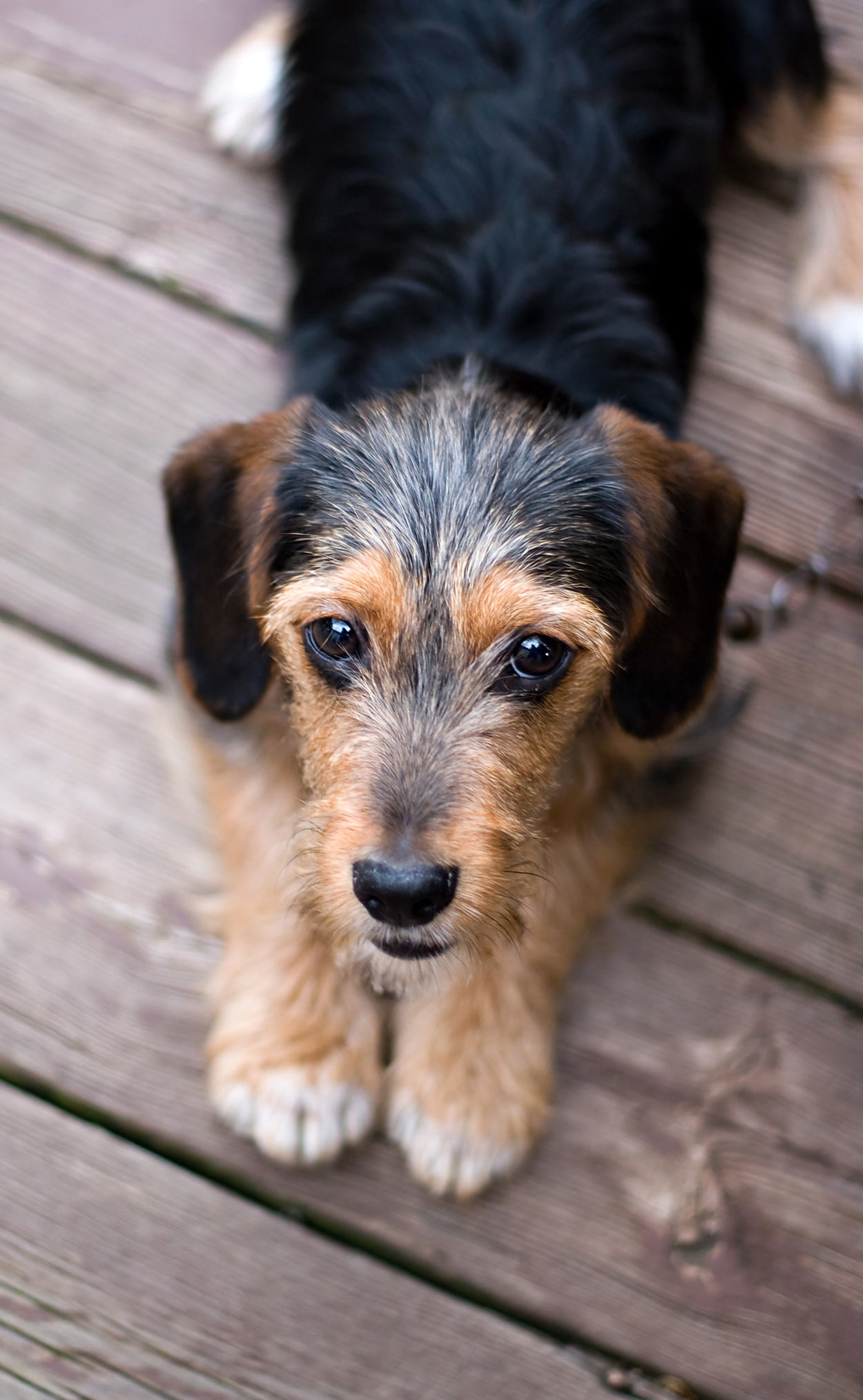 Terrier Mix - A Guide To The Most Popular Terrier Cross Breeds