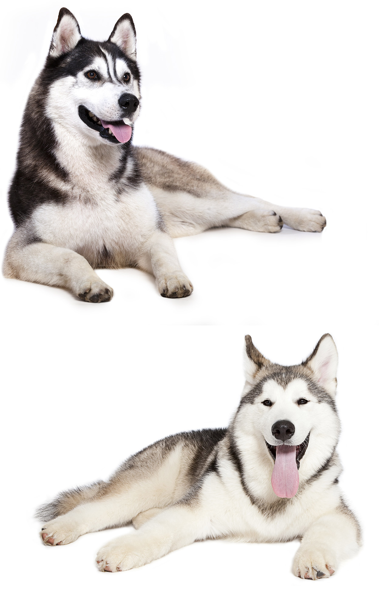 whats the difference between siberian and alaskan huskies